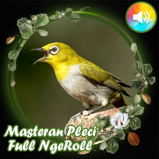 Masteran Pleci Full NgeRoll Download on Windows