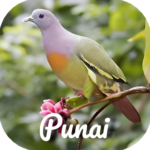 Suara pikat burung punai logo