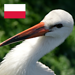 Polish Birds Free Apk