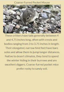 Types of Mice