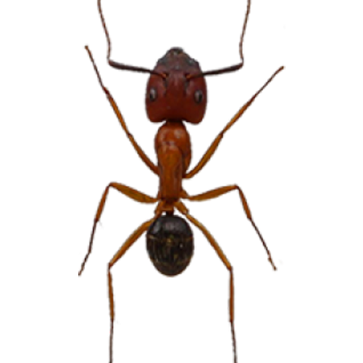 Ants on Screen (Prank) logo