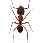 Cover Image of Herunterladen Ameisen auf dem Bildschirm (Streich)  APK