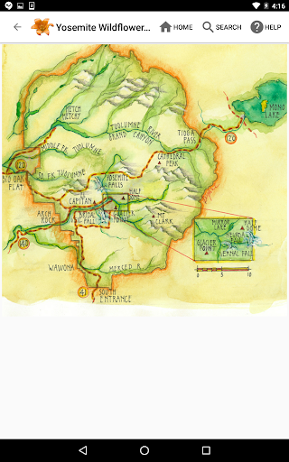Screenshot of Yosemite Wildflowers