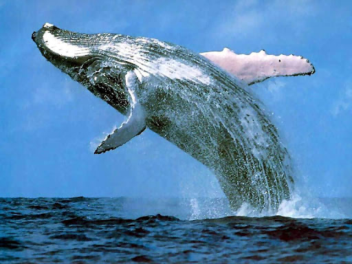 クジラ壁紙 魚の壁紙 By Super Hd Wallpapers Google Play 日本 Searchman アプリマーケットデータ