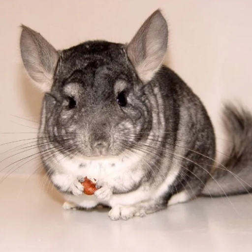 Chinchilla sounds logo