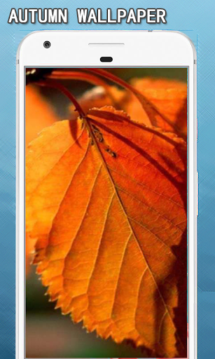 Android application Autumn Wallpapers Hd screenshort