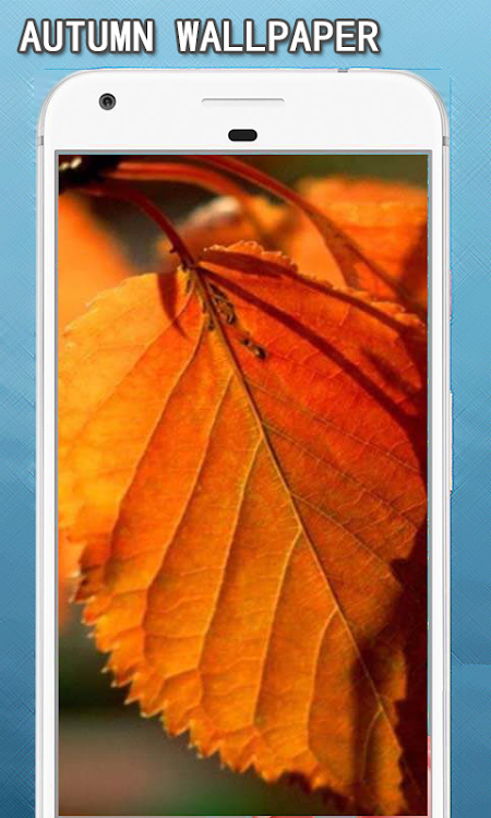 Autumn Wallpapers Hd - 5.0 - (Android)