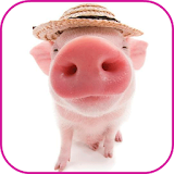 Pigs Wallpapers icon