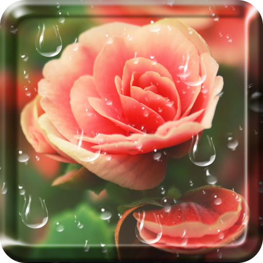 Rose Droplets Live Wallpaper  Icon