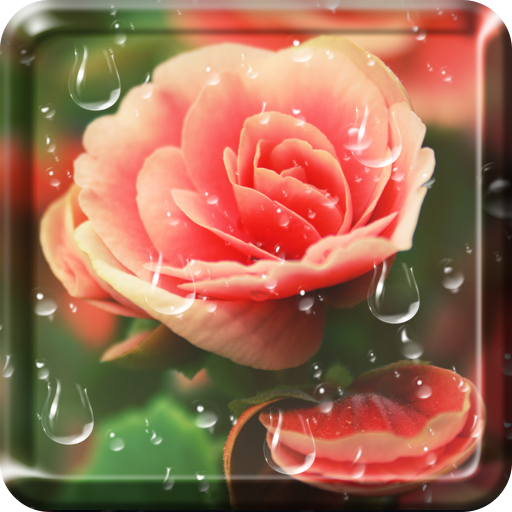 Rose Droplets Live Wallpaper