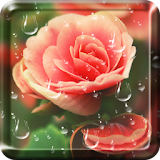 Rose Droplets Live Wallpaper icon