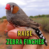 Raise Zebra Finches icon