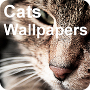 Fancy Cats Wallpapers incl. free editor