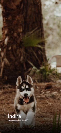 Everyday Puppy Screen 2