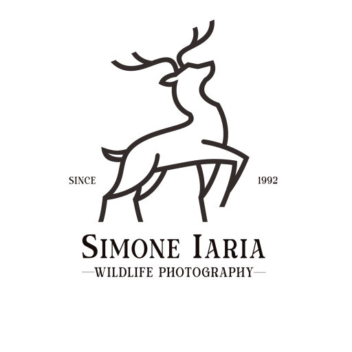 Simone Iaria Logo