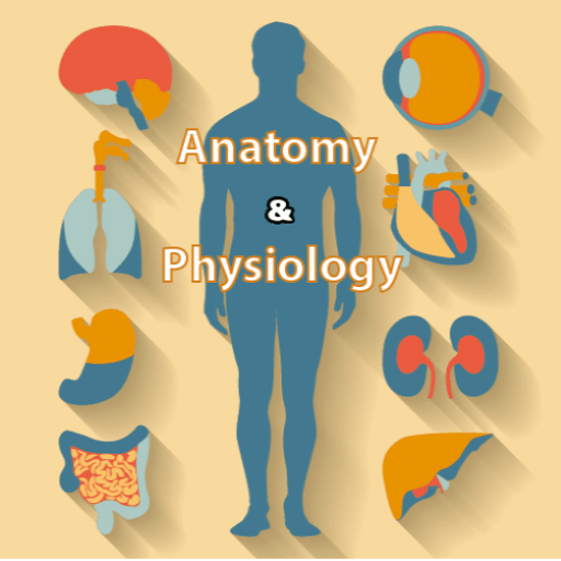 BioVerse: Anatomy & Physiology 1.0.1 Icon