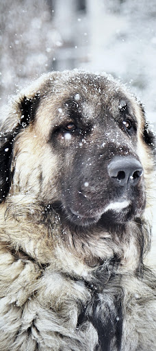 Android application Kangal Dog Wallpapers 2023 HD screenshort