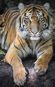 Tiger Live Wallpaper For PC 1