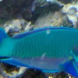 Parrot Fish Wallpaper Images icon