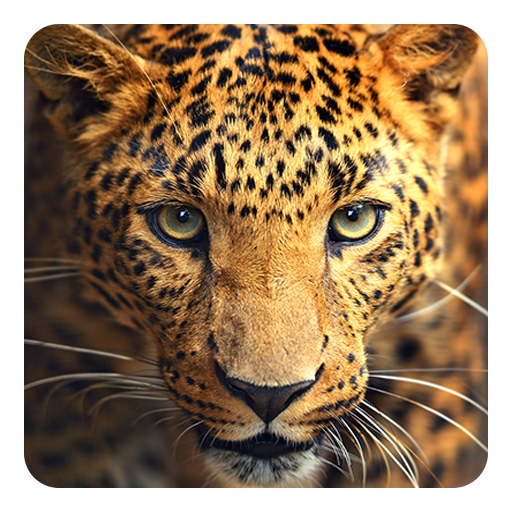 3d Wallpaper For Android Animal Image Num 56