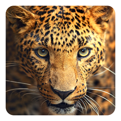 野生動物ライブ壁紙 Google Play のアプリ