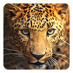 Cover Image of Download Wild animals Live Wallpaper 9.1 APK