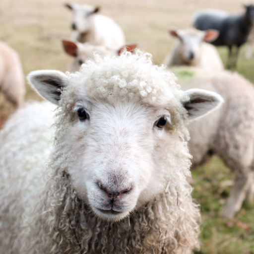 Lamb sounds logo