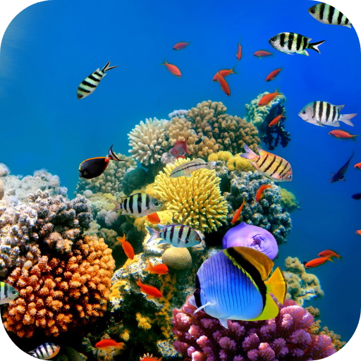 4K Coral Reef Video Wallpaper logo