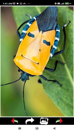 Insects Wallpapers 2024 Screen 3