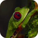 Jungle frog video wallpapers icon