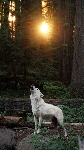 Android application Wolf Wallpapers screenshort
