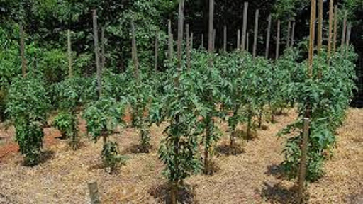 Tomato growing Screen 3