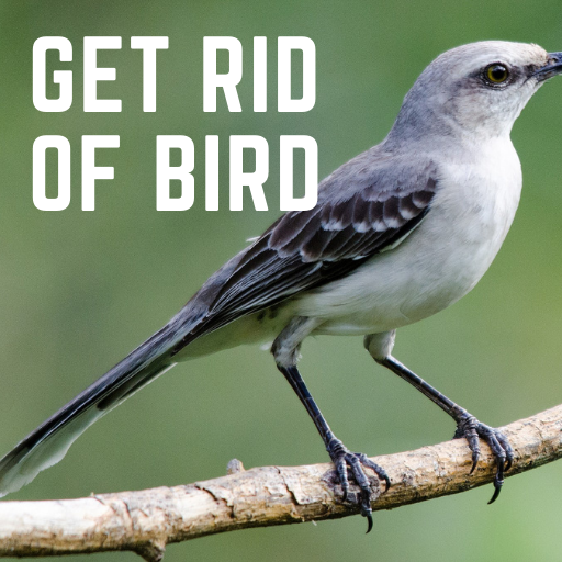 Bird Deterrent get rid of bird