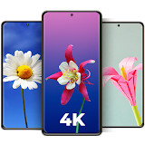 Cool Flower Wallpapers 4K | HD icon