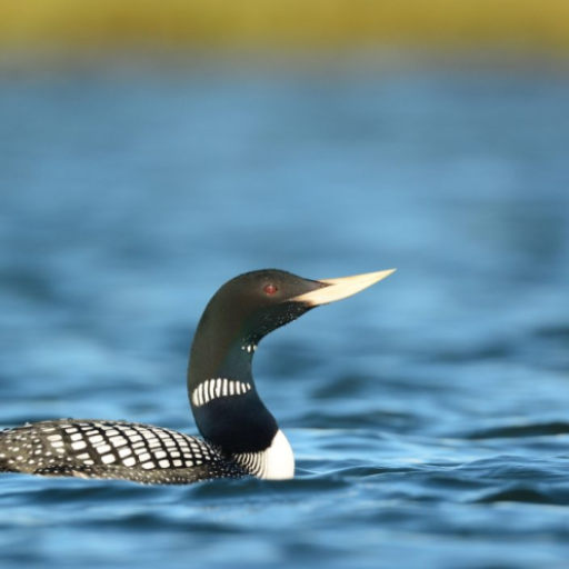 Loon Bird Sounds logo