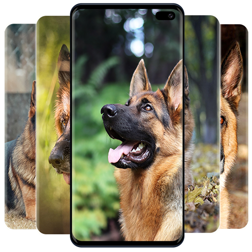 German Shepherd Wallpapers Download on Windows