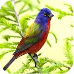 HD Nature Live Wallpapers Apk