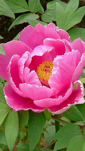 HOW TO GROW PEONIES