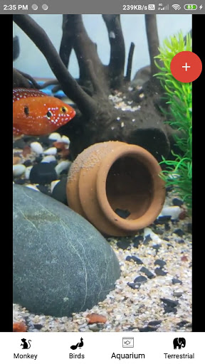 AnimalsReelsForInstagram