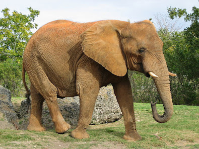 Imágen 16 Videos documentales animales s android