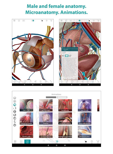 Human Anatomy Atlas