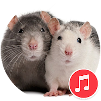 Mouse and Rat Sounds