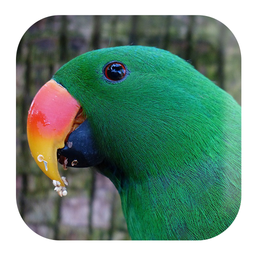 Parrot Sounds logo