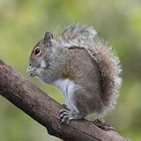 Squirrel Call icon