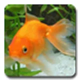aniPet Goldfish LiveWallpaper icon