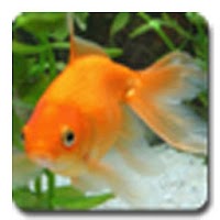 AniPet Goldfish LiveWallpaper