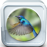 Mockingbird Sounds icon