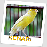 Kenari Kicau Master icon