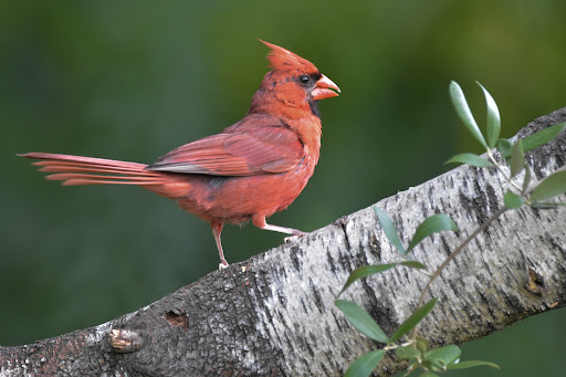 Northern Cardinal Wallpapers Screen 2