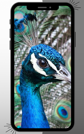 Android application Peacock Wallpaper screenshort